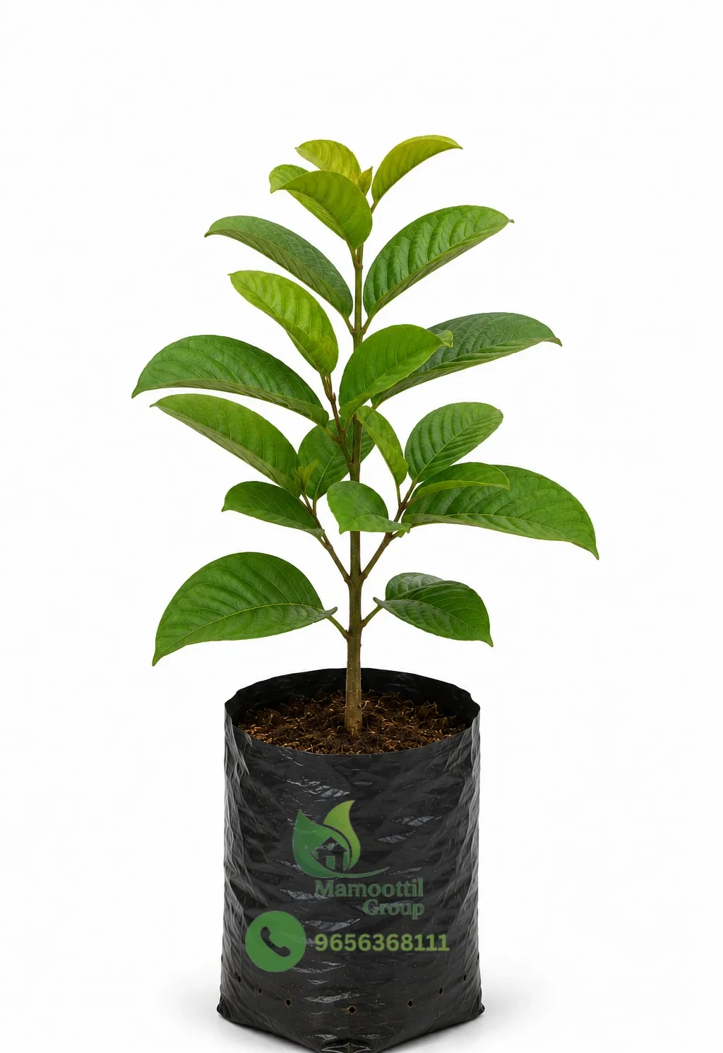 Guava Sapling
